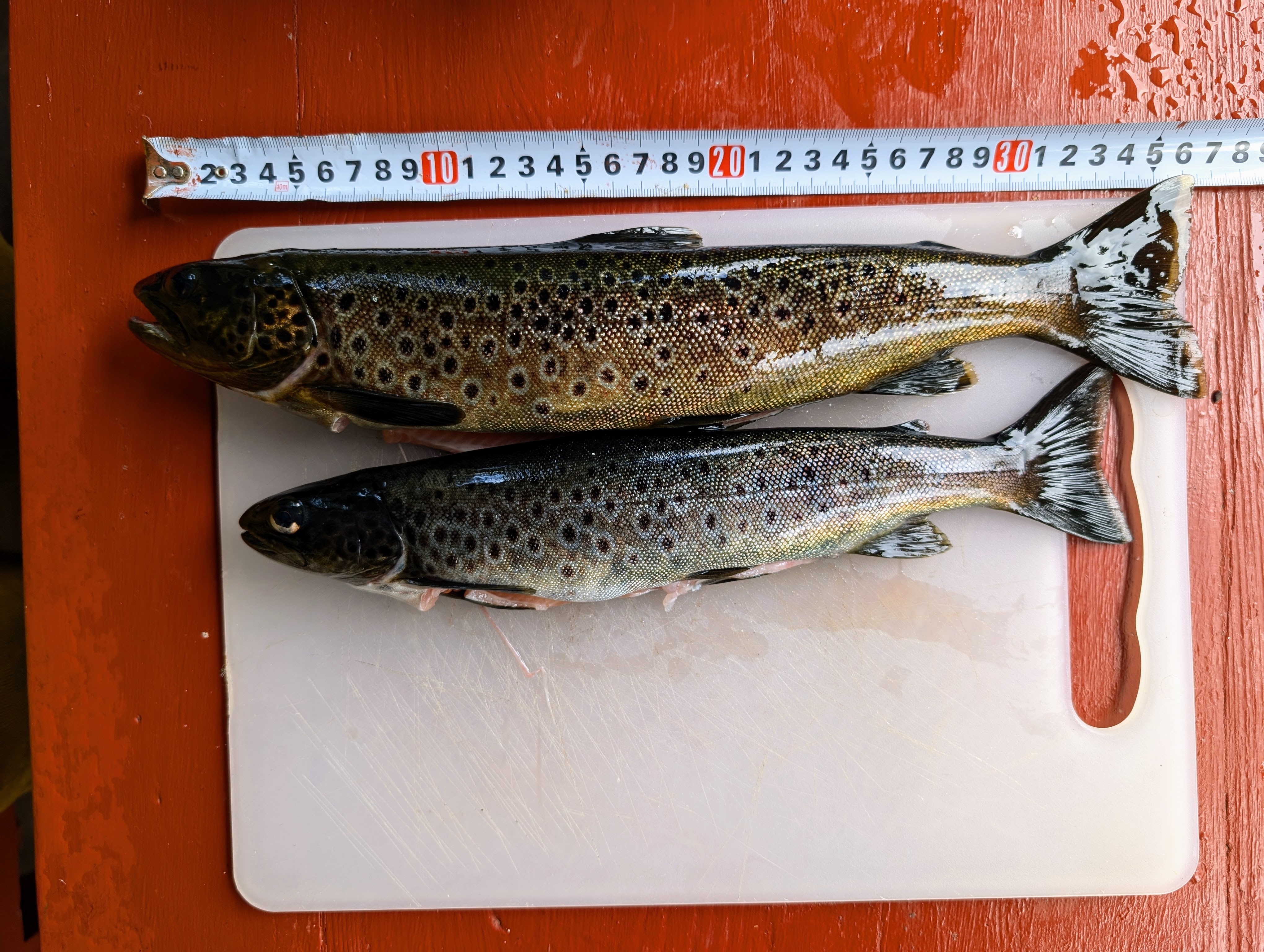 Record-holding trout, August 2024 (Hunter, Emily assist).